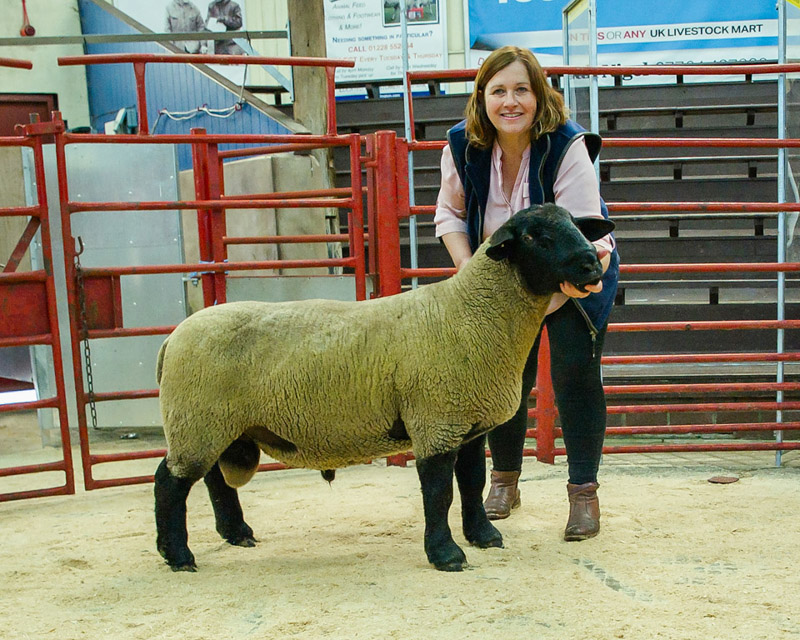 Reserve Champion Suffolk a Shearling Ram